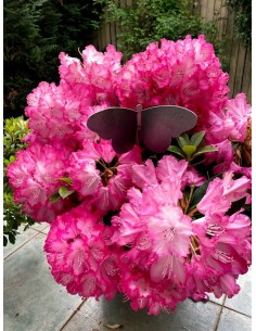 Papillon en métal à piquer...